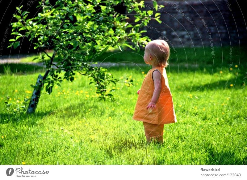 Wo ist sie nur? Baum Sommer niedlich Kind Kleinkind Garten Sonne Suche Einsamkeit