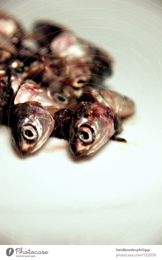 All diese Augen Lebensmittel weiß sinnlos Tod Blut Überfluss Fisch