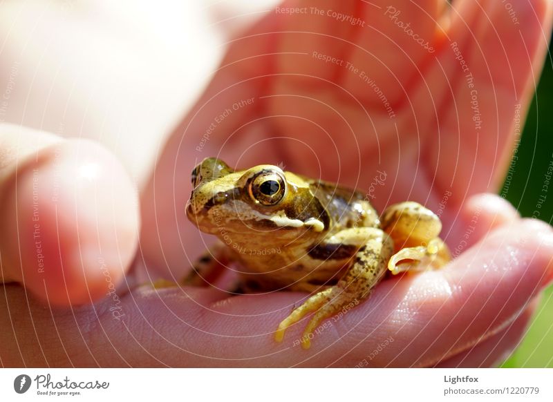 Froschn Tier 1 beobachten berühren wild braun Froschauge Froschkönig Auge Amphibie Hand Schutz Naturschutz Umweltschutz umweltfreundlich zart empfindlich