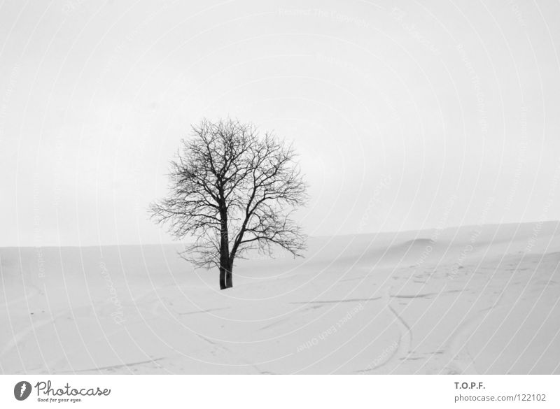 lonesome Baum Winter weiß kalt Einsamkeit Schnee Schneelandschaft ruhig Schwarzweißfoto Einzelgänger melanchcholisch