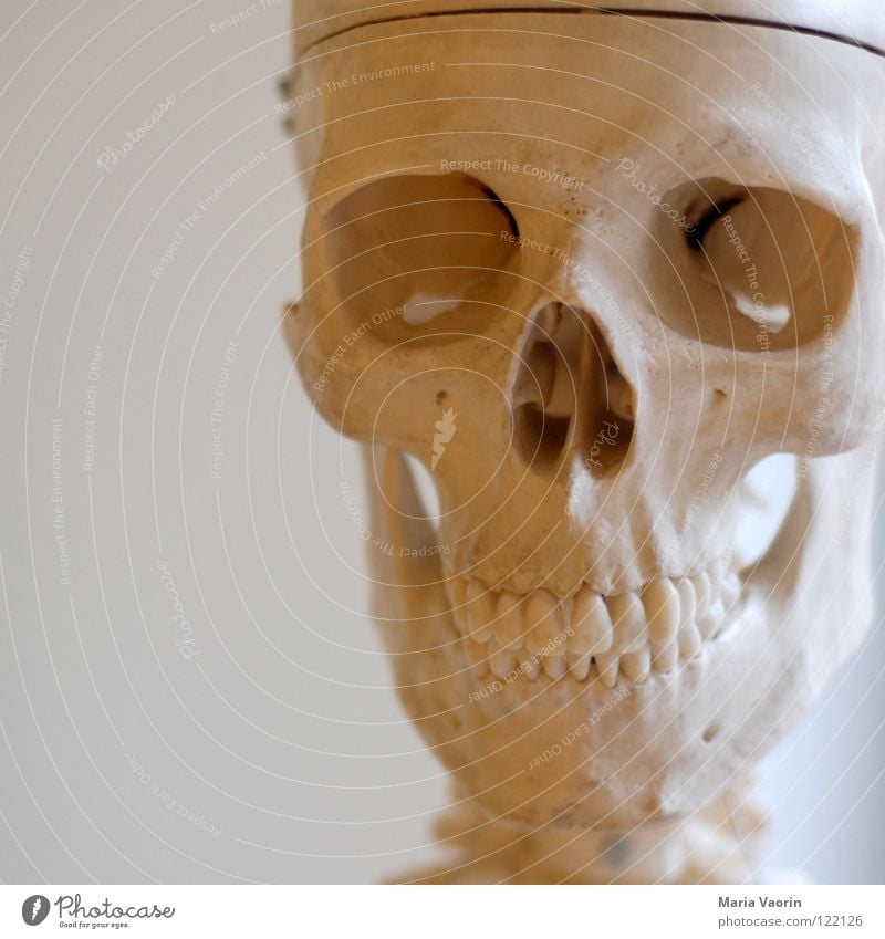 cranium Skelett fatal gruselig Horrorfilm Angst Halloween Biologie Wissenschaften Schädel Tod Zähne Kopf Anschnitt Detailaufnahme Bildausschnitt