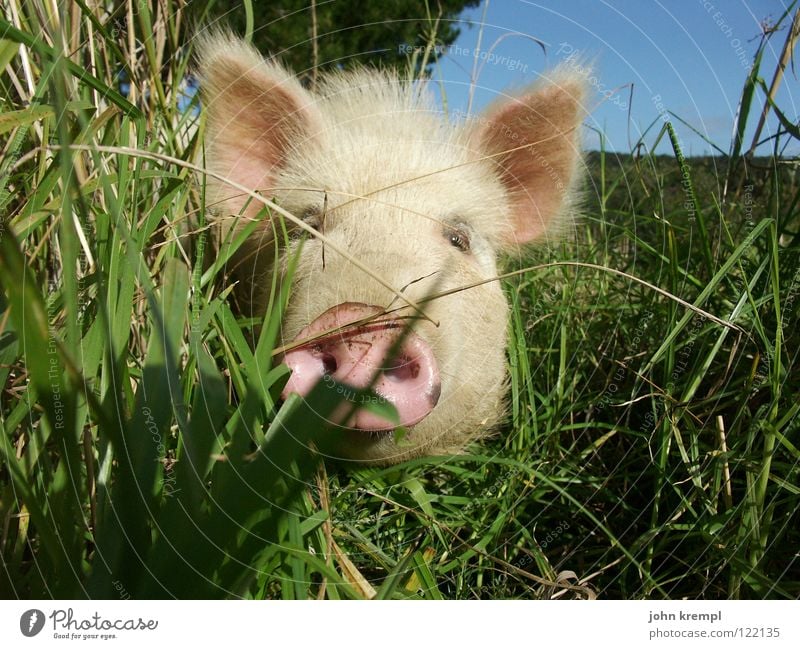 schweinderl Schwein Sau Eber Frischling Ferkel rosa Gras Wiese Neugier Suche finden Geruch Appetit & Hunger Rüssel Tier Borsten Neuseeland Säugetier obskur