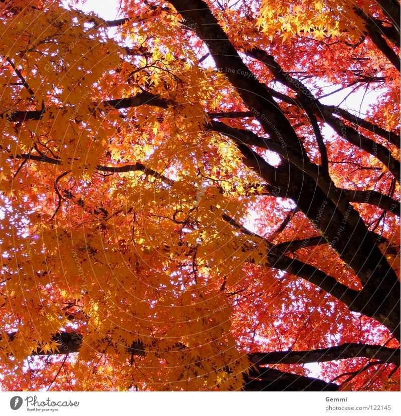 Herbstleuchten Japan Baum Ahorn rot gelb Blatt Herbstlaub Momiji Baumstamm