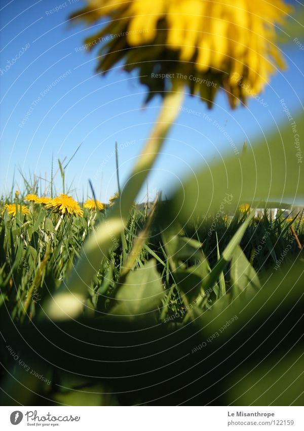 blumig. Farbfoto Außenaufnahme Makroaufnahme Tag Sonnenlicht Natur Erde Wolkenloser Himmel Frühling Schönes Wetter Blume Gras Wiese Wittlich Deutschland Europa
