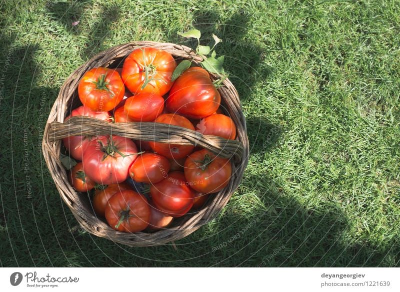 Tomaten im hölzernen Korb auf grüner Wiese Gemüse Frucht Essen Vegetarische Ernährung Diät Sommer Sonne Garten Koch Menschengruppe Natur Pflanze Blatt frisch