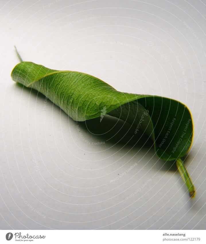 leaf crushed by microwave Blatt gerollt zusammengerollt kaputt Müdigkeit Schwäche fertig labil grün Pflanze Tod wickeln frisch einfach Erschöpfung mitgenommen