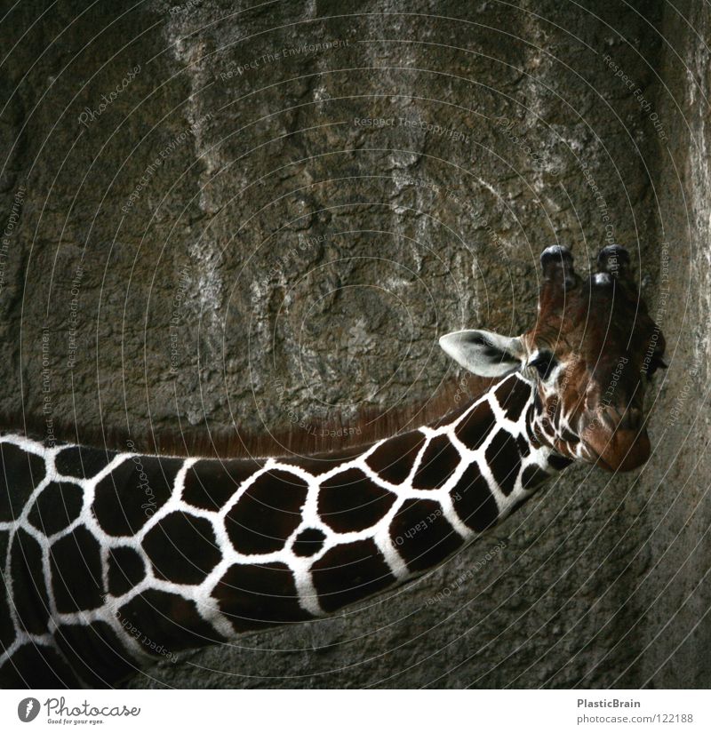 guckst du? Tier Zoo Käfig Säugetier Giraffe Hals Blick Kontrast