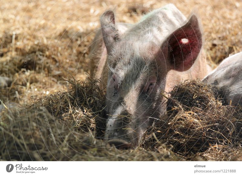 Siesta Schwein Hausschwein 1 Tier Glücksbringer Piercing genießen liegen schlafen dreckig nachhaltig rosa sparsam Trägheit Zufriedenheit Müdigkeit Erholung