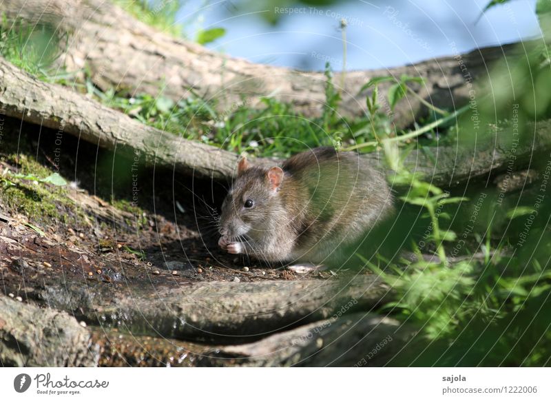 RATatouille Natur Tier Wildtier Ratte Nagetiere Säugetier 1 Fressen festhalten nagen Essen Außenaufnahme Baumwurzel Farbfoto Menschenleer Tag