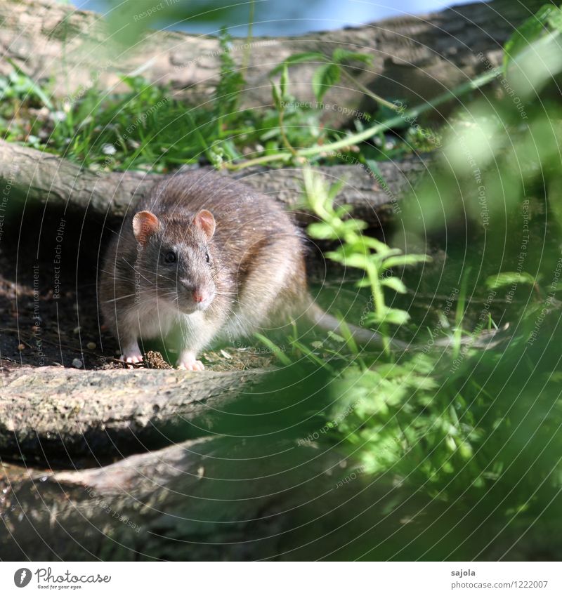 RATatouille II Natur Tier Wildtier Säugetier Ratte Nagetiere 1 Blick Farbfoto Außenaufnahme Menschenleer Tag Sonnenlicht Zentralperspektive Tierporträt