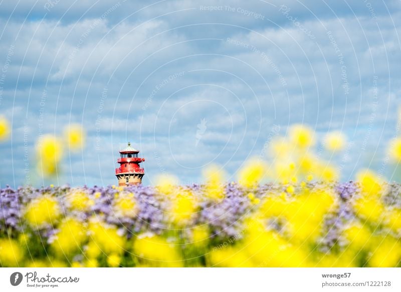 Inselfarben Umwelt Landschaft Pflanze Himmel Horizont Sommer Schönes Wetter Blüte Nutzpflanze Raps Bienenfreund Feld schön blau mehrfarbig gelb violett rot