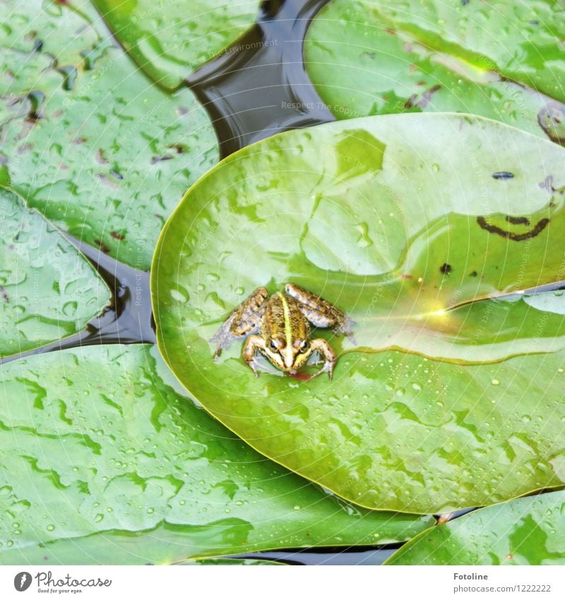 Küss mich! Umwelt Natur Landschaft Pflanze Tier Urelemente Wasser Wassertropfen Blatt Teich Frosch 1 nass natürlich grün Seerosenblatt Regen Froschkönig