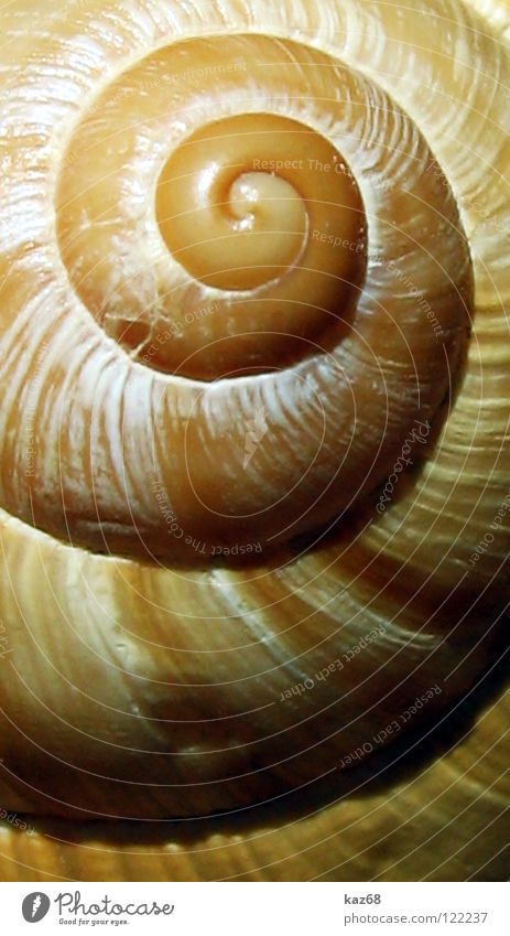 Rotation Schneckenhaus Muschel Haus Spirale drehen rund Tier gedreht Meer See Meeresfrüchte Schraube Kalk Dekoration & Verzierung Schmuck finden Fundstück