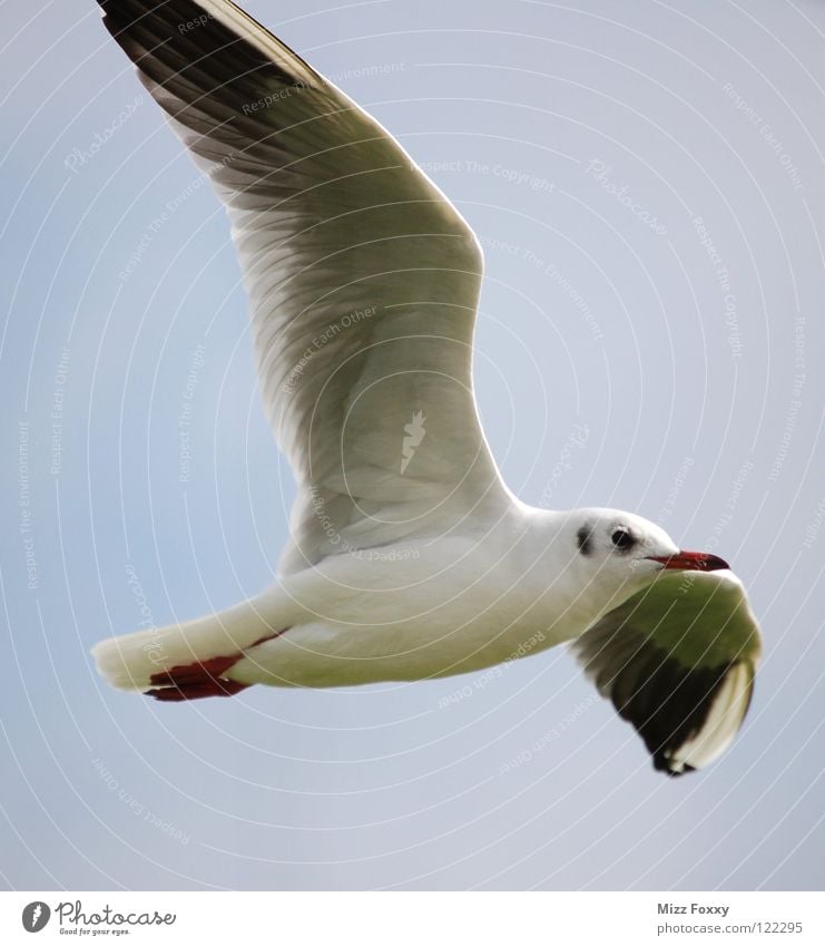 Freiflug Möwe Vogel grau Schweben Segeln Strand Küste Meer Luftverkehr frei Freiheit weiß Himmel Feder Flügel