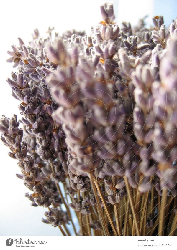 Lavendel weiß Blüte trocken Lippenblüter beruhigend Duft Heilpflanzen Trockenblume Makroaufnahme getrocknet