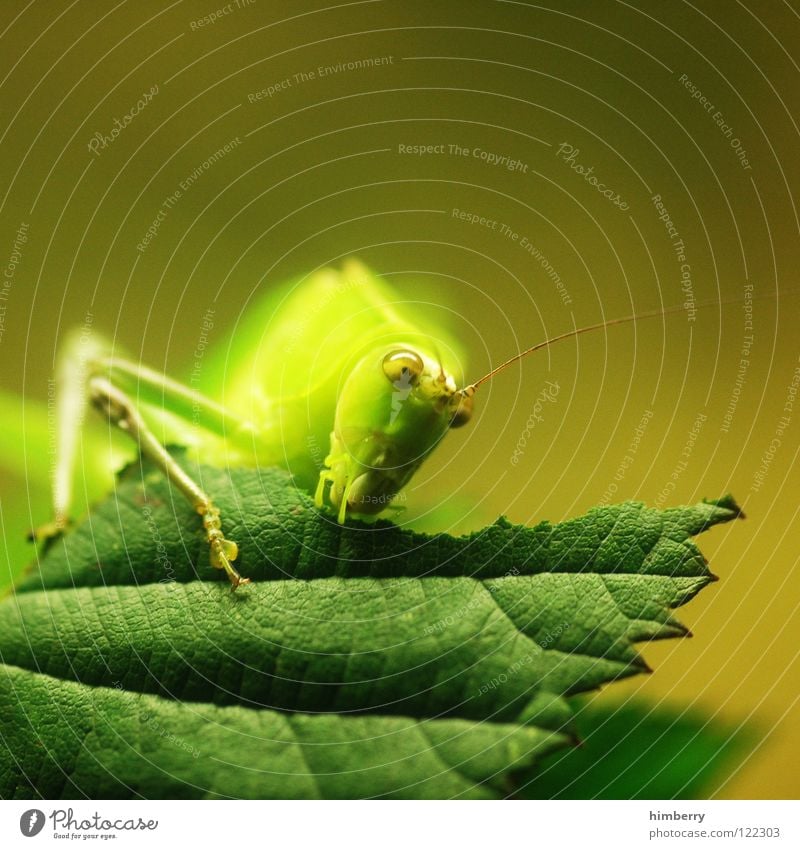 master flip II Insekt Tier Blatt grün Heimchen Schädlinge Heuschrecke Fressen Salto nagen Ernährung springen hüpfen festhalten Makroaufnahme Nahaufnahme Natur