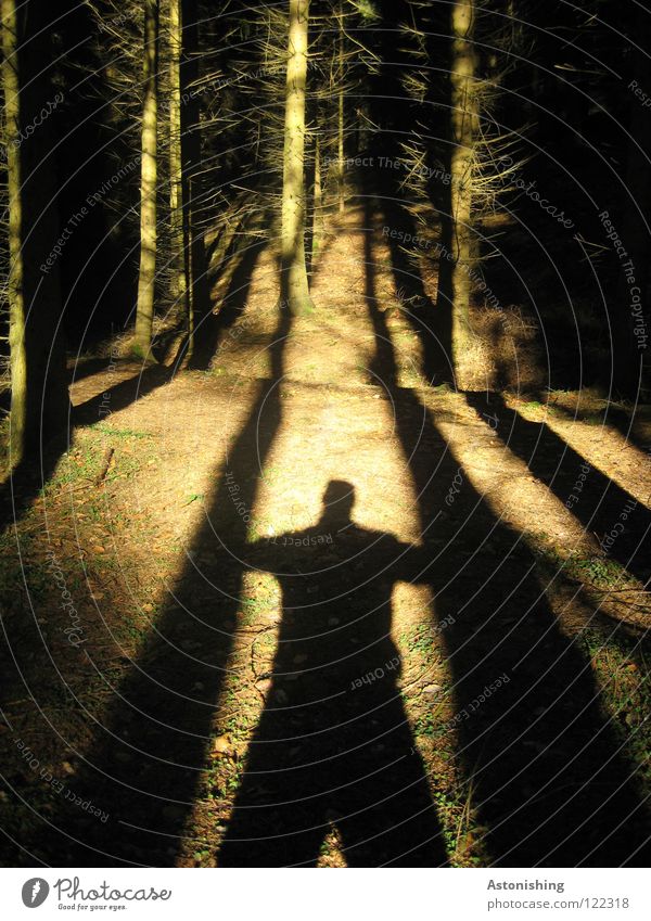 der Schatten-Baumfäller Mann Wald Holz Licht Waldboden Asymmetrie Kontrast Sonne Bodenbelag Wege & Pfade Linie Mitte