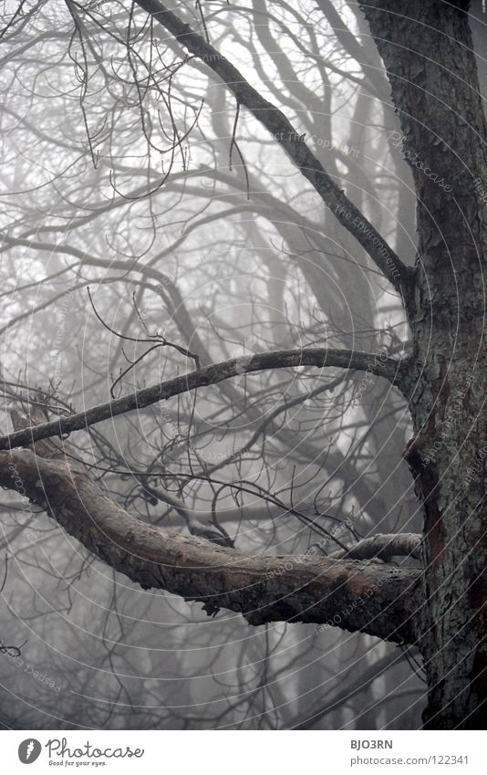foggy woods #4 Nebel Einsamkeit kalt dunkel Baum Winter Wald feucht nass gefroren Natur Nebelstimmung Nahaufnahme Baumrinde gruselig cold tree trees baeme Frost
