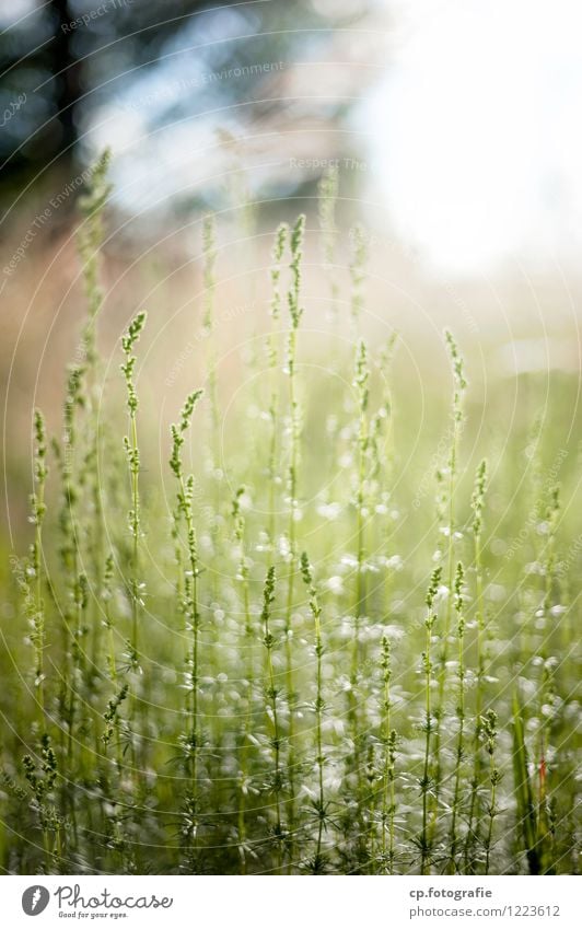 In der Sonne... Pflanze Sommer Schönes Wetter Gras natürlich grün Farbfoto Menschenleer Tag Schwache Tiefenschärfe