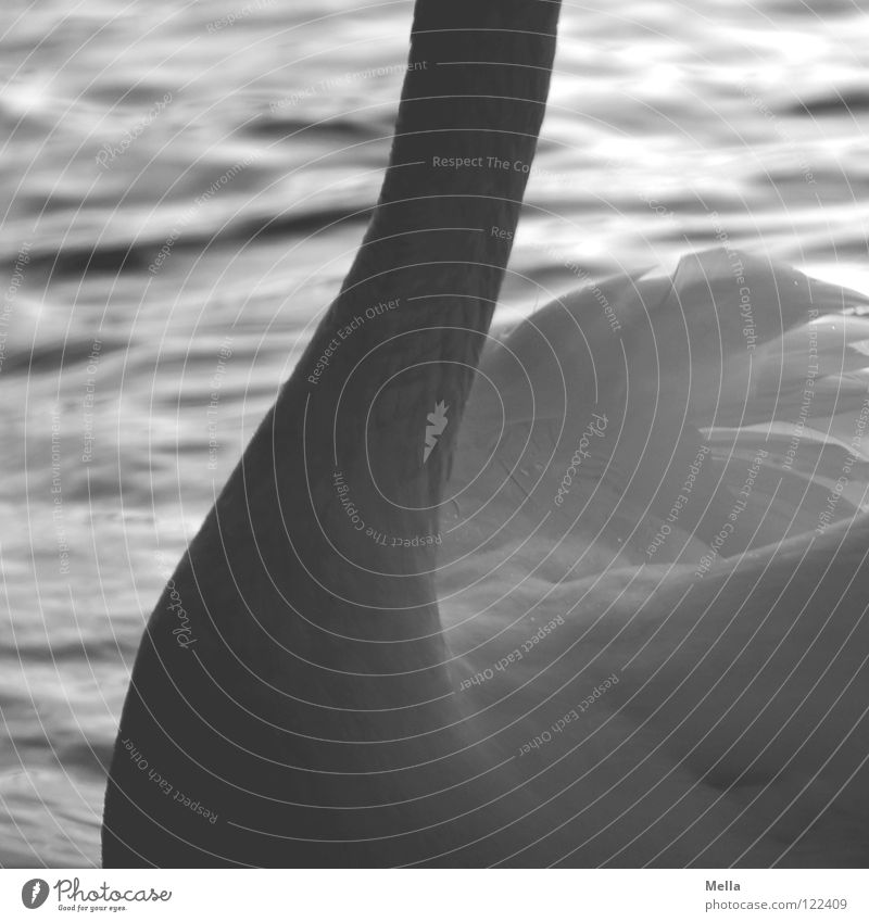 Schwanenhals Feder Schwung geschwungen gekrümmt zart fein weiß Vogel Wellen wellig Oberkörper Wasser Hals Flügel Fittiche Wasservogel Detailaufnahme Körperteile