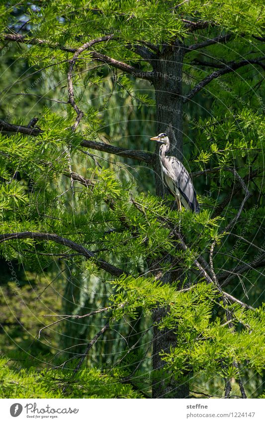 Tierisch gut: Reiher Wildtier Vogel 1 schön Baum Überblick Natur Farbfoto Außenaufnahme Zentralperspektive