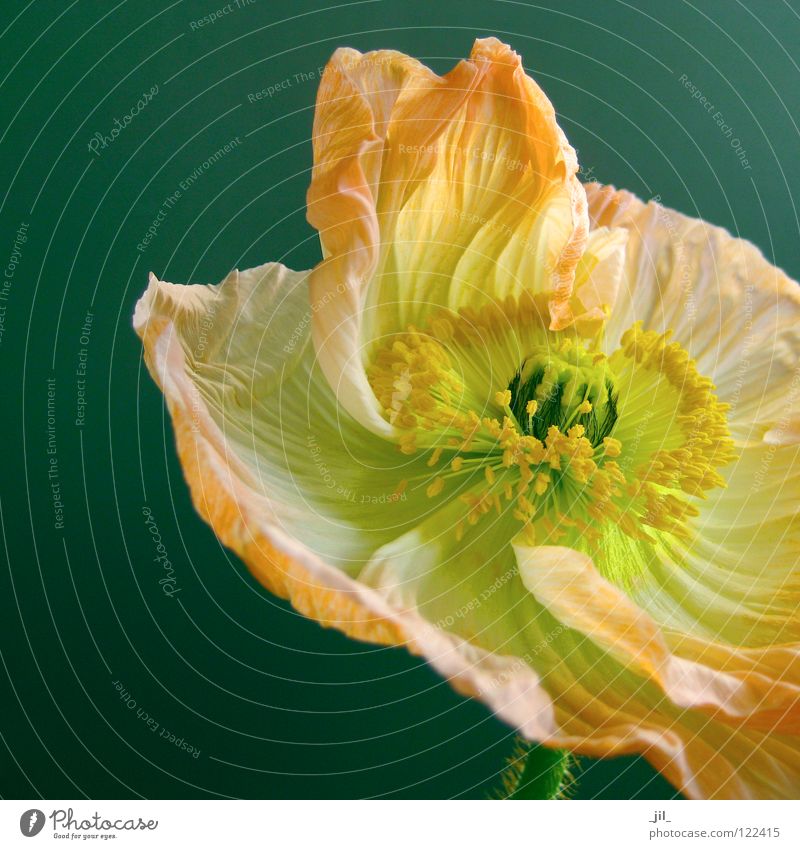 apricot mohn Mohn Mohnblüte Blume entfalten Schwung leicht Leichtigkeit gelb grün türkis khakigrün schwarz schön offen Strukturen & Formen Bewegung orange