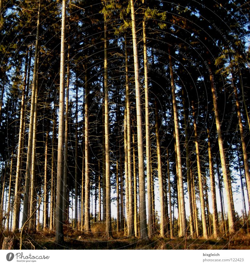 Himmelsstürmer Farbfoto Außenaufnahme Menschenleer Erfolg Karriere Natur Pflanze Baum Wald braun grün Ordnung hoch hinaus wollen fest verwurzelt Tag