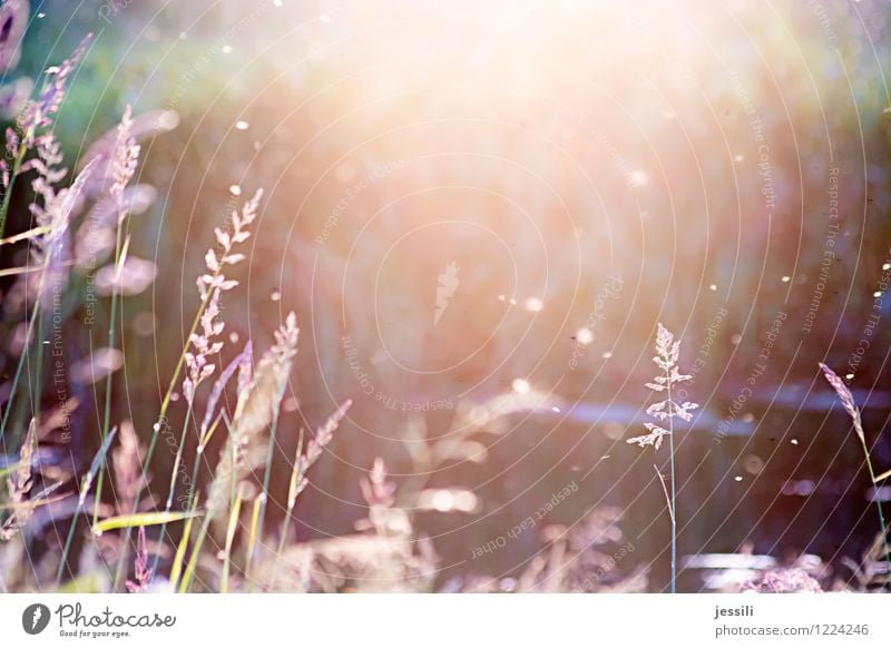 sum Natur Landschaft Pflanze Sonnenaufgang Sonnenuntergang Sonnenlicht Sommer Schönes Wetter Gras Wildpflanze Wiese Feld Flussufer Schwarm Gefühle Stimmung