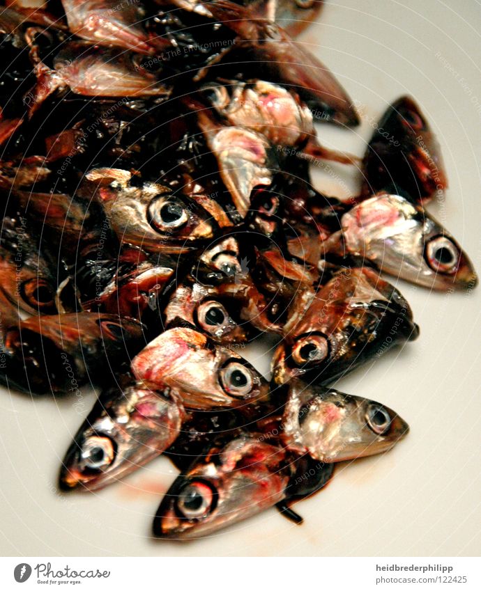Fischkopfhaufen rot Tod Blut Vergeudung Lebenssmittel