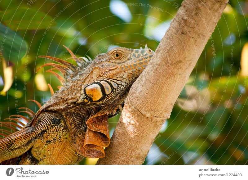 Drachenkopf Leguane Reptil schuppenkriechtiere Echsen tropisch Karibik Zentralamerika Dschungel Stacheln Kopf Auge Sommer Tropen Baumstamm Männchen Zoo