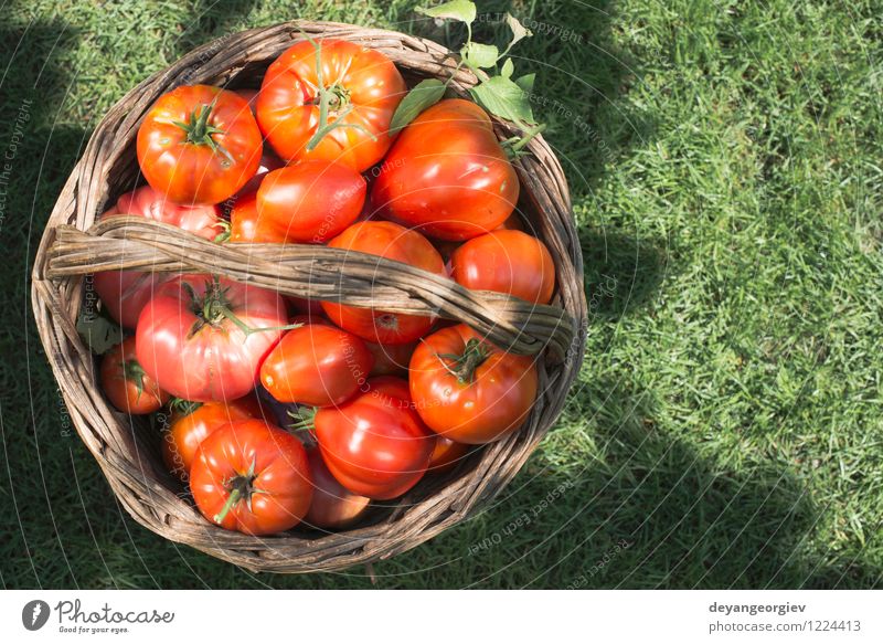 Tomaten im hölzernen Korb auf grüner Wiese. Gemüse Frucht Essen Vegetarische Ernährung Diät Sommer Sonne Garten Koch Menschengruppe Natur Pflanze Blatt frisch