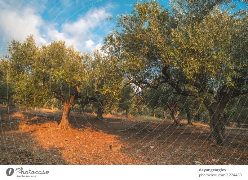 Olivenbäume und Sonnenstrahlen Gemüse Frucht Garten Kultur Natur Landschaft Pflanze Himmel Baum Blatt alt natürlich grün oliv Schonung Hain Griechenland Erdöl
