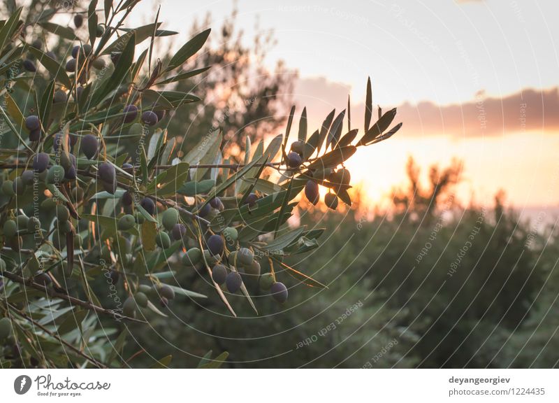 Olivenbäume auf Sonnenuntergang. Design Garten Kultur Natur Landschaft Erde Baum Blatt alt oliv mediterran Erdöl Griechenland Hintergrund Lebensmittel Ackerbau