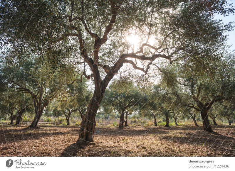 Olivenbäume und Sonnenstrahlen Frucht Vegetarische Ernährung schön Ferien & Urlaub & Reisen Tourismus Sommer Garten Natur Landschaft Himmel Baum Gras natürlich