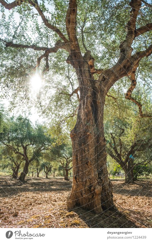 Olivenbäume und Sonnenstrahlen Frucht Vegetarische Ernährung schön Ferien & Urlaub & Reisen Tourismus Sommer Garten Natur Landschaft Himmel Baum Gras natürlich