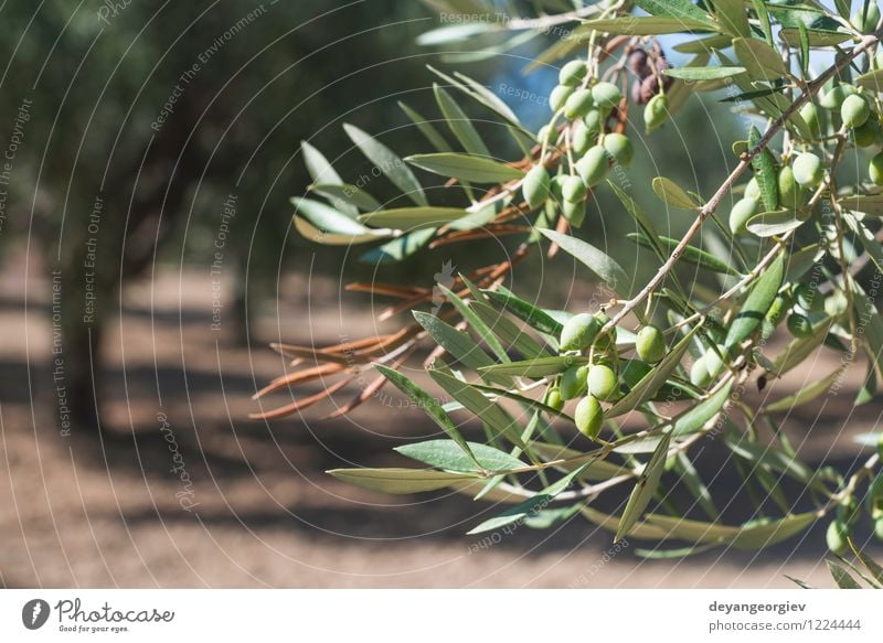 Olivenzweige im Vordergrund Gemüse Frucht Garten Natur Landschaft Pflanze Baum Blatt frisch natürlich grün oliv Ast mediterran Schonung Lebensmittel Hain
