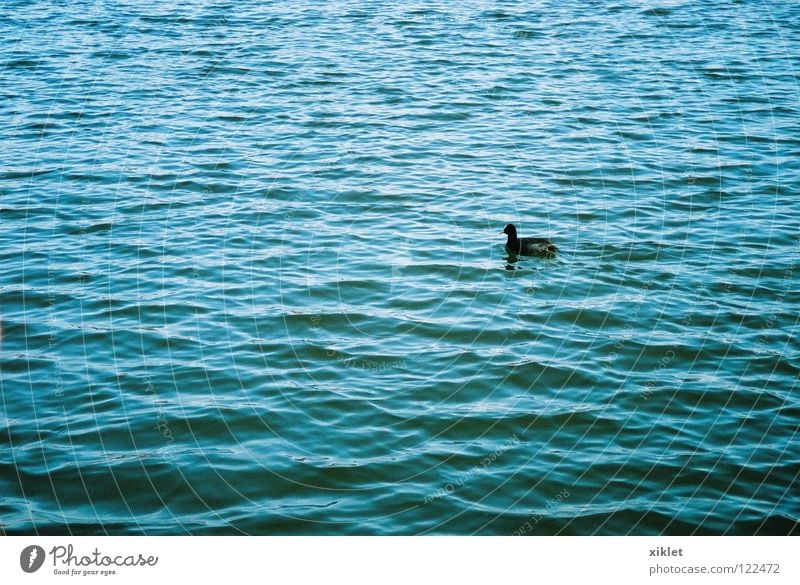 duk See Sommer Tier Vogel Leben schwarz einzigartig Natur Ente Wasser blau Einsamkeit Wellen Deutschland Teich Wasseroberfläche Im Wasser treiben