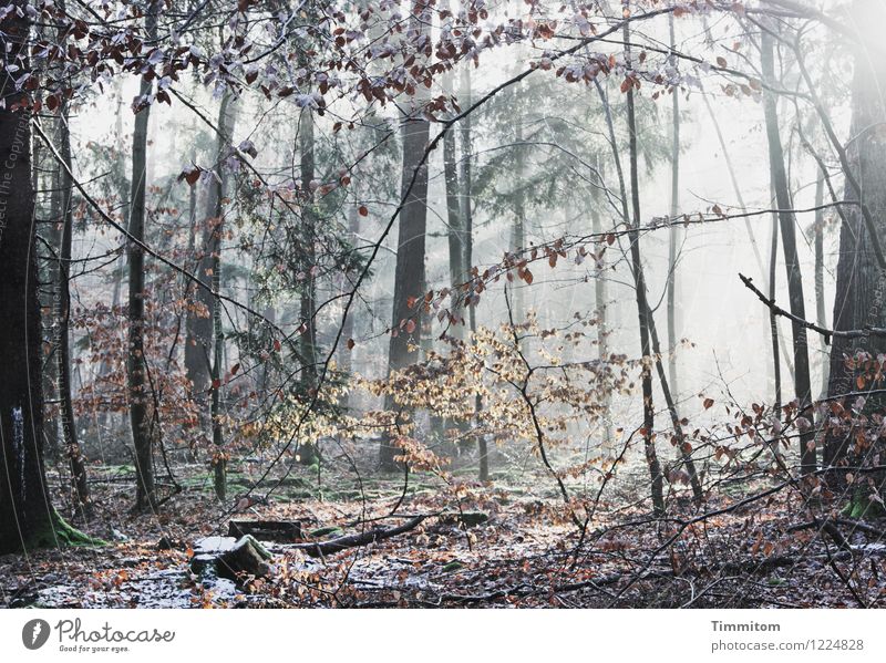 Im Rampenlicht | Die Naturbühne. Umwelt Pflanze Winter Schönes Wetter Eis Frost Wald ästhetisch hell kalt braun gold schwarz weiß Gefühle Blatt Farbfoto