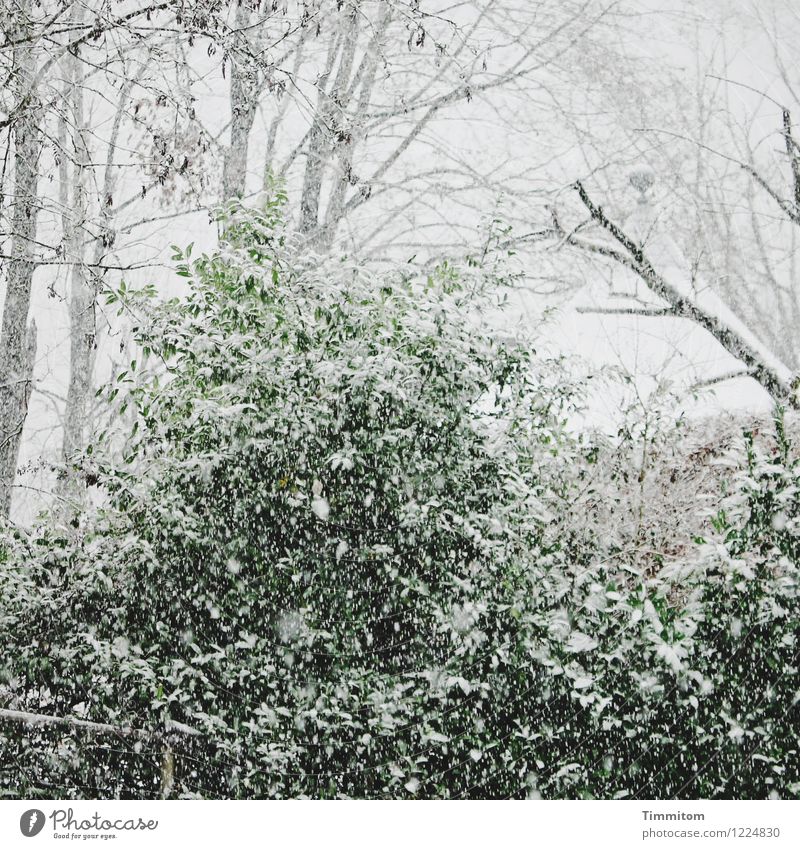 kalt | aber schön. Umwelt Natur Pflanze Winter Klima Schnee Schneefall Garten Park natürlich grau grün weiß Gefühle Pavillon Farbfoto Außenaufnahme Menschenleer