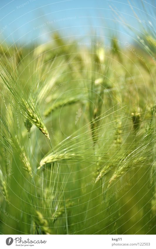 Stürmisches Gerstenfeld |das letzte| Weizen Roggen Blume grün Gras Freizeit & Hobby beige braun nah Sommer Wiese Feld Halm Ähren weiß Mehl Korn ruhig Getreide