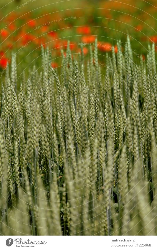 Weizenfeld im Fruehling mit Mohnblumen Sommer Landwirtschaft Forstwirtschaft Natur Landschaft Pflanze Frühling Nutzpflanze Getreide Getreidefeld Feld Blühend