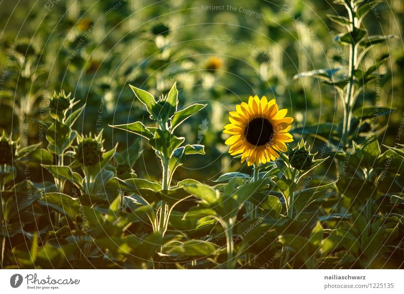 Feld mit Sonnenblumen Natur Landschaft Pflanze Blüte Nutzpflanze Duft natürlich schön viele gelb grün Fröhlichkeit Frühlingsgefühle Romantik friedlich Reinheit