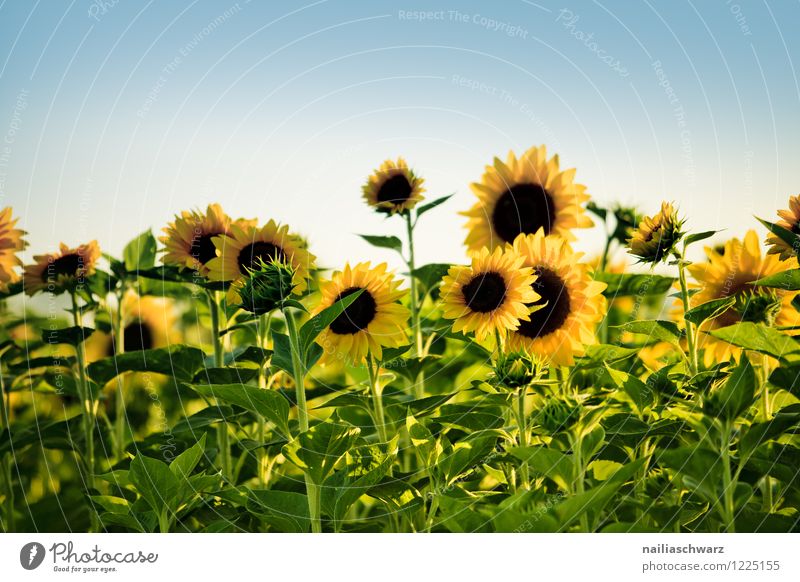 Feld mit Sonnenblumen Sommer Natur Landschaft Pflanze Himmel Schönes Wetter Blume Blühend Duft natürlich schön viele blau gelb grün Freude Reinheit Frieden