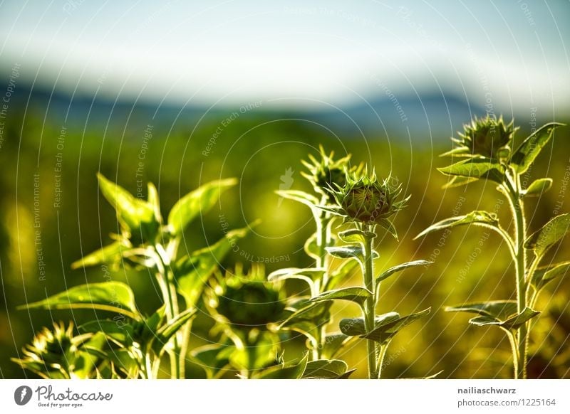 Feld mit Sonnenblumen Sommer Landwirtschaft Forstwirtschaft Umwelt Natur Landschaft Pflanze Sonnenaufgang Sonnenuntergang Sonnenlicht Blume Blüte Nutzpflanze