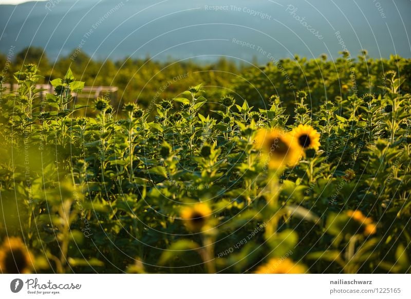 Feld mit Sonnenblumen Sommer Landwirtschaft Forstwirtschaft Umwelt Natur Landschaft Pflanze Horizont Schönes Wetter Blume Blüte Nutzpflanze Hügel Wachstum
