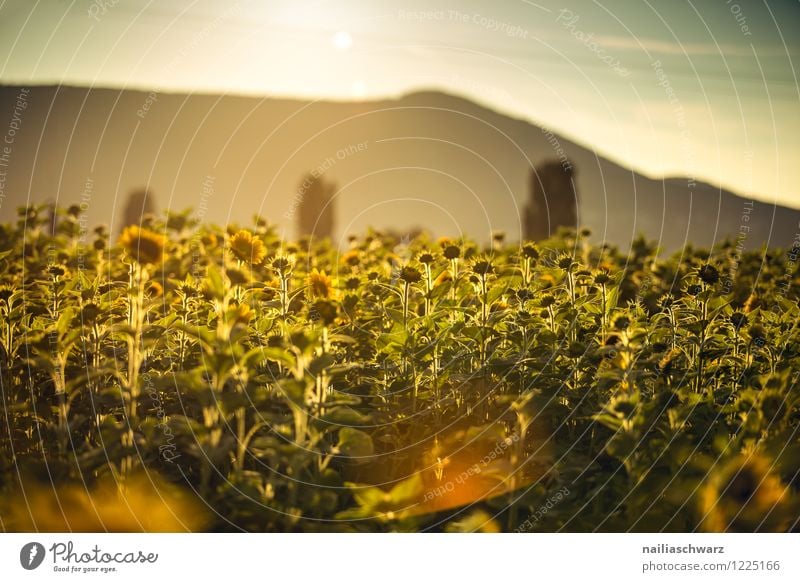 Feld mit Sonnenblumen Sommer Natur Landschaft Pflanze Sonnenaufgang Sonnenuntergang Blume Blüte Nutzpflanze Berge u. Gebirge Blühend leuchten natürlich schön