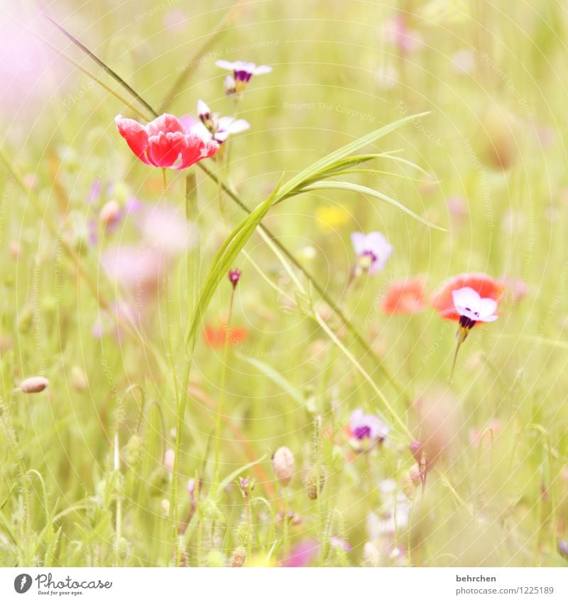 a Natur Pflanze Frühling Sommer Herbst Schönes Wetter Blume Gras Wildpflanze Mohn Garten Park Wiese Feld Blühend Wachstum schön Kitsch violett rosa rot Farbfoto