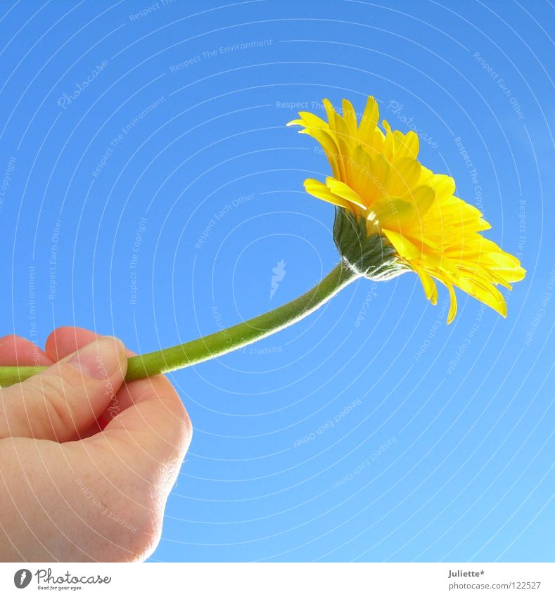 Für DICH II Blume gelb Stil Hand Luft grün Sommer Geburtstag Himmel festhalten schön dem Himmel entgegen Blühend