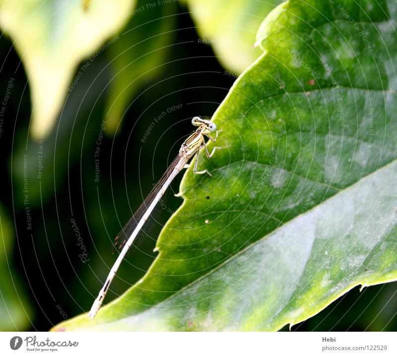 Vegetarier Insekt Blatt grün gelb Besucher Südfrankreich Ekel Fluggerät Sommer Blattgrün Libelle Klein Libelle hebi langes insekt lustige augen