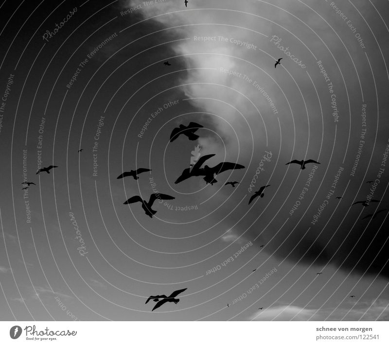 himmelwärts Vogel See Möwe Wolken schwarz weiß Tier Winter fliegen Wetter Leben Himmel